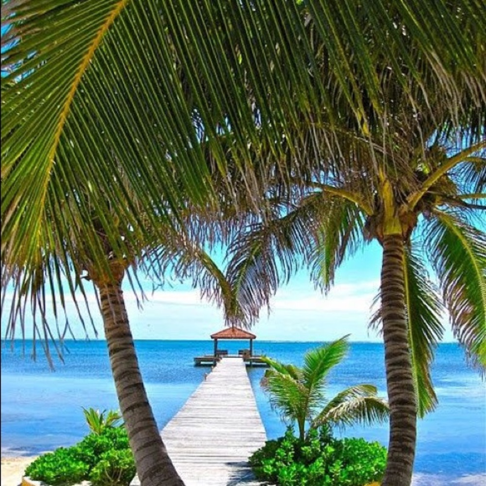 🌴🐳🐙🌴🐳🐙🌴🐳🐙🌴🐳🐙🌴🐳🐙🌴 - Picture 5 of 9